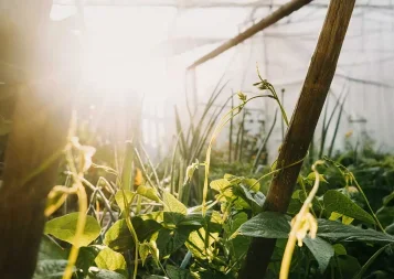 7/8. Dossier Fabrique du futur : L'Institut Agro Montpellier sème pour l'agriculture de demain