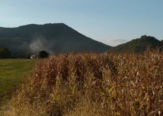 La taxe sur l'obtention végétale, la taxe de trop pour les agriculteurs