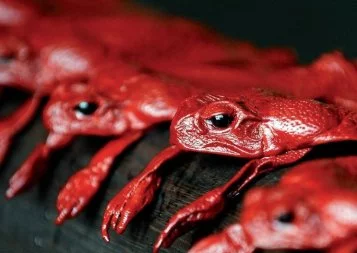 Aveyron. Monica Jarosz met le crapaud buffle à la mode