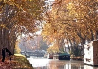 Plus de 1,8 million d'euros de dons pour sauver les platanes du canal du Midi 