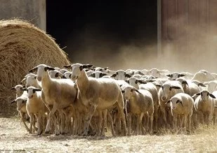 En Midi-Pyrénées, la bonne santé économique des produits labellisés