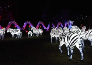 Gaillac : bon crû pour la première édition du Festival des lanternes 