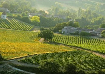 LRMP, 1er vignoble du monde : une filière loin d'être bouchée...