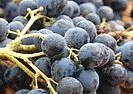 Près de Toulouse, un Été indien pour des vendanges bio
