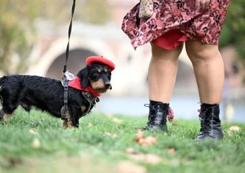 Ce week-end à Toulouse, le Cours Dillon avait du chien