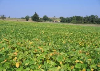 Dossier - Le soja : Midi-Pyrénées trouve le haricot magique - 2ème partie