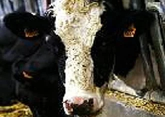 MacDo moins vache avec l'environnement ?