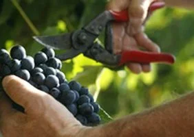 Saisonnier, un emploi précaire ?