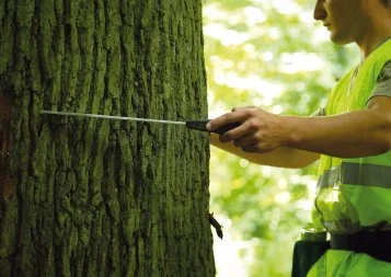Vous cherchez du bouleau en Occitanie ?