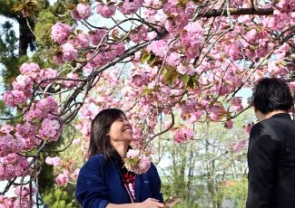 À Toulouse, la poésie des fleurs au jardin japonais 