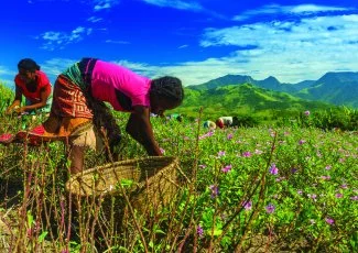 Laboratoires Pierre Fabre : des plantations à Madagascar afin de compenser les émissions carbone