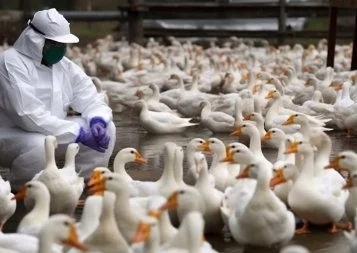 Biostimulants, géolocalisation, grippe aviaire... Les chercheurs de l'Inrae au cœur des enjeux de société 