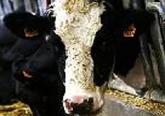 MacDo moins vache avec l'environnement ?