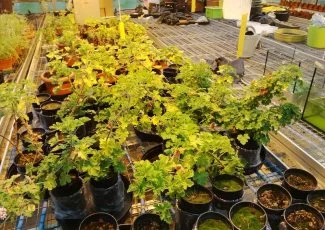 Valgo dépollue avec les plantes à Graulhet