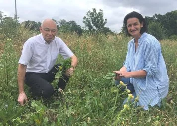 Aux portes de Toulouse, Terre de pastel franchit un cap dans son développement