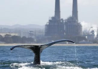 En rachetant Woods Hole Group, CLS se spécialise dans l'observation du réchauffement climatique