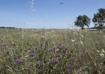 La biodiversité en piste dans les aéroports d'Occitanie avec Hop Biodiversité